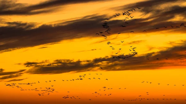 Ein Riesiger Vogelschwarm Kranich Grus Grus Hortobagy Nationalpark Ungarn — Stockfoto