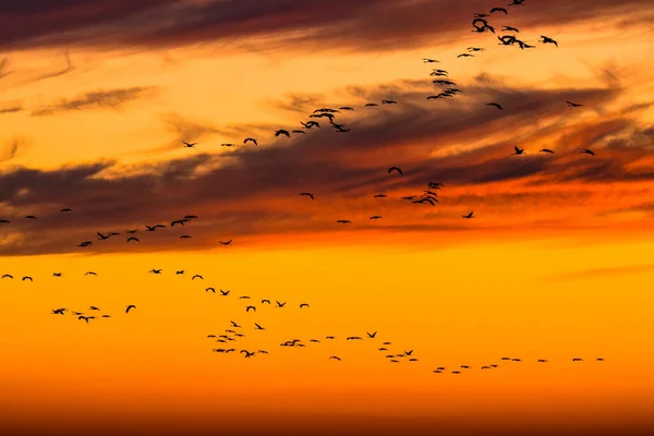 Enorme Bando Pássaros Crane Comum Grus Grus Parque Nacional Hortobagy — Fotografia de Stock