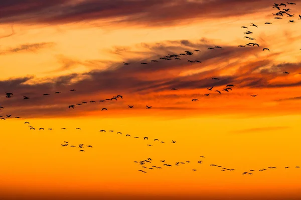 Enorme Bando Pássaros Crane Comum Grus Grus Parque Nacional Hortobagy — Fotografia de Stock