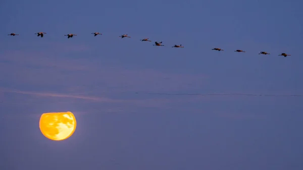 Huge Flock Birds Common Crane Grus Grus Hortobagy National Park — Stockfoto