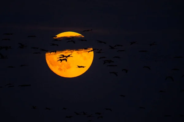 Ein Riesiger Vogelschwarm Kranich Grus Grus Hortobagy Nationalpark Ungarn — Stockfoto