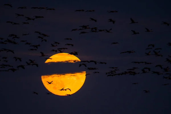 Huge Flock Birds Common Crane Grus Grus Hortobagy National Park — Zdjęcie stockowe