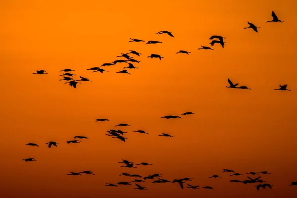 Huge Flock Birds Common Crane Grus Grus Hortobagy National Park — Zdjęcie stockowe