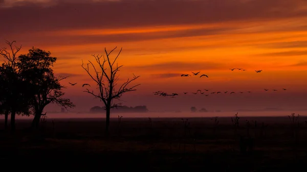 Ogromne Stado Ptaków Żuraw Pospolity Grus Grus Park Narodowy Hortobagy — Zdjęcie stockowe