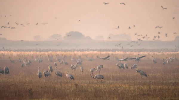 Huge Flock Birds Common Crane Grus Grus Hortobagy National Park — Stockfoto