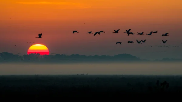 Huge Flock Birds Common Crane Grus Grus Hortobagy National Park — Stock Photo, Image