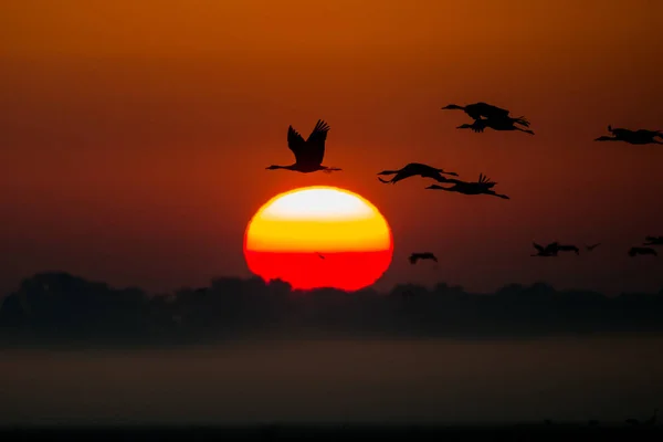 Huge Flock Birds Common Crane Grus Grus Hortobagy National Park — Zdjęcie stockowe