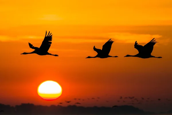 Enorme Bando Pássaros Crane Comum Grus Grus Parque Nacional Hortobagy — Fotografia de Stock
