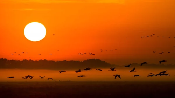 Enorme Bando Pássaros Crane Comum Grus Grus Parque Nacional Hortobagy — Fotografia de Stock