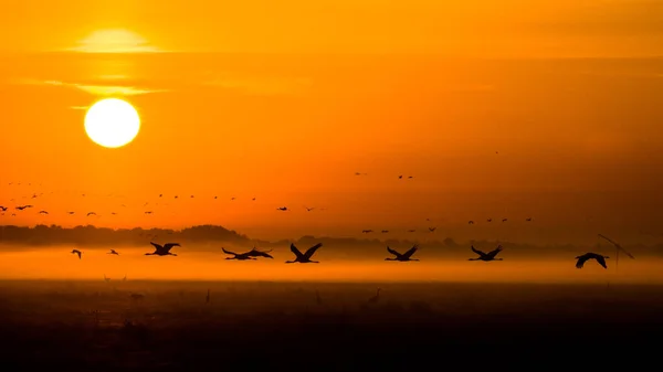 Enorme Bando Pássaros Crane Comum Grus Grus Parque Nacional Hortobagy — Fotografia de Stock