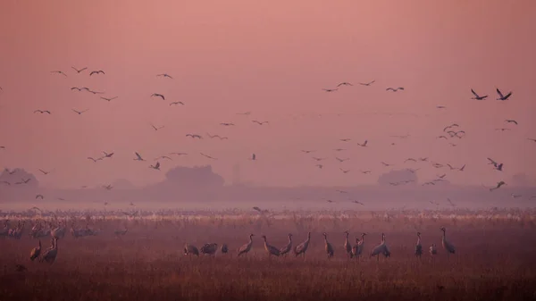 Huge Flock Birds Common Crane Grus Grus Hortobagy National Park — Φωτογραφία Αρχείου
