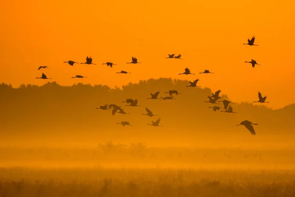 Ogromne Stado Ptaków Żuraw Pospolity Grus Grus Park Narodowy Hortobagy — Zdjęcie stockowe