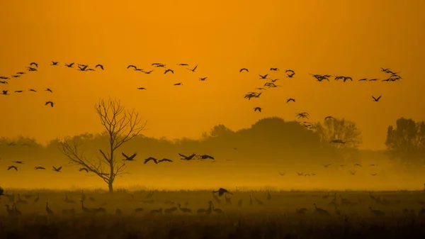 Énorme Troupeau Oiseaux Grue Commune Grus Grus Parc National Hortobagy — Photo