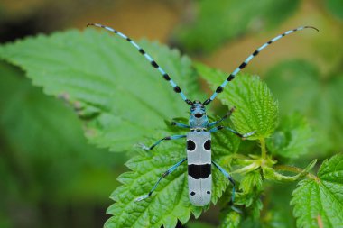 Rosalia Longicorn, Rosalia Alpina, Bieszczady Dağları, Polonya.