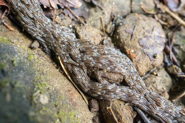 Dunkelflügelige Mückenlarve Sciara Militaris Bieszczady Gebirge Polen — Stockfoto