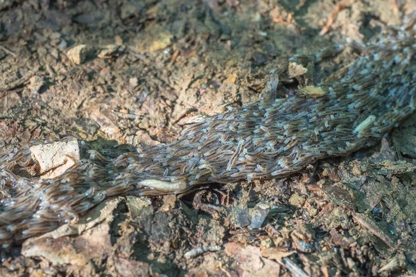 Gato Fungo Asas Escuras Larva Sciara Militaris Montanhas Bieszczady Polónia — Fotografia de Stock