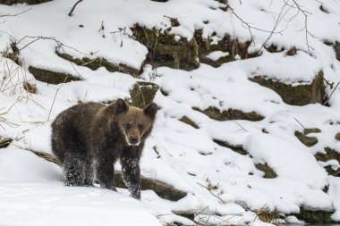 Kahverengi Ayı, Ursus arctos, Bieszczady Dağı, Karpatlar, Polonya.