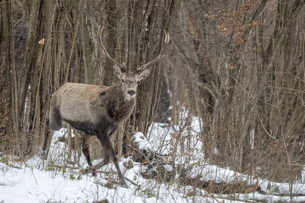 Kızıl geyik geyiği, Cervus elaphus.