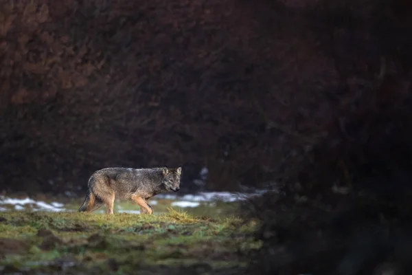 Grey Wolf Canis Lupus Bieszczady Mts Cárpatos Polónia — Fotografia de Stock