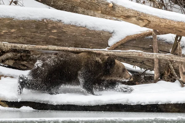 Medvěd Hnědý Ursus Arctos Bieszczady Karpaty Polsko — Stock fotografie