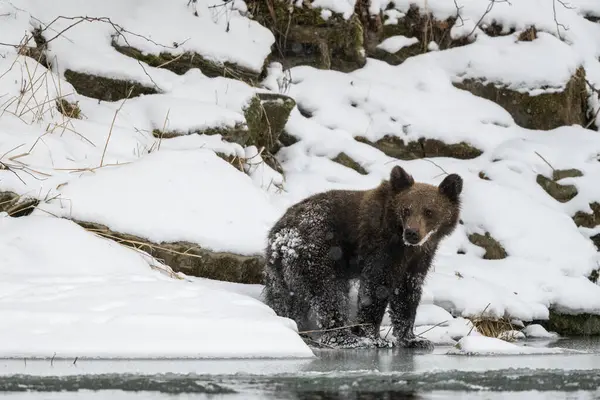Brown Bear Ursus Arctos Bieszczady Mts Carpathians Poland — 스톡 사진