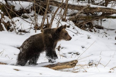 Kahverengi Ayı, Ursus arctos, Bieszczady Dağı, Karpatlar, Polonya.