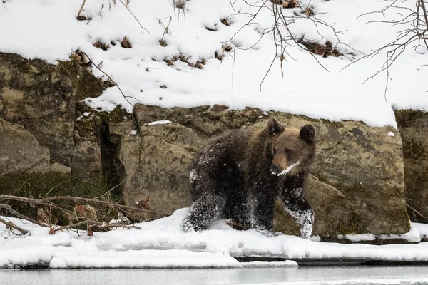 Brown Bear Ursus Arctos Bieszczady Mts Carpathians Poland — 스톡 사진