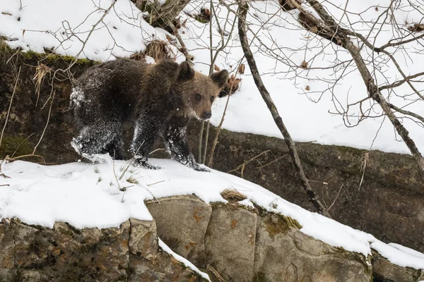 Urso Castanho Ursus Arctos Bieszczady Mts Cárpatos Polónia — Fotografia de Stock