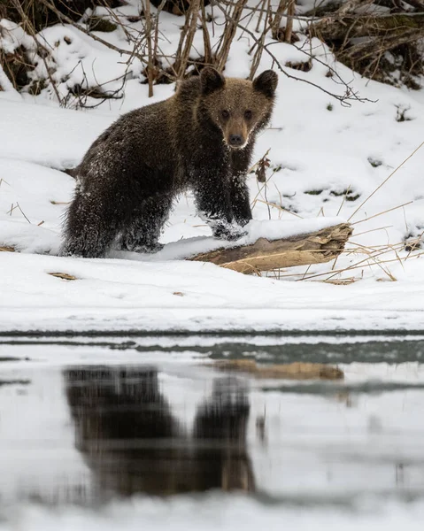 Brown Bear Ursus Arctos Bieszczady Mts Carpathians Poland — стокове фото