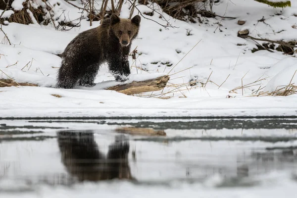 Barnamedve Ursus Arctos Bieszczady Hegység Kárpátok Lengyelország — Stock Fotó