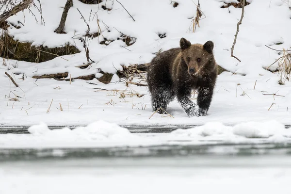 Brown Bear Ursus Arctos Бещады Карпаты Польша — стоковое фото