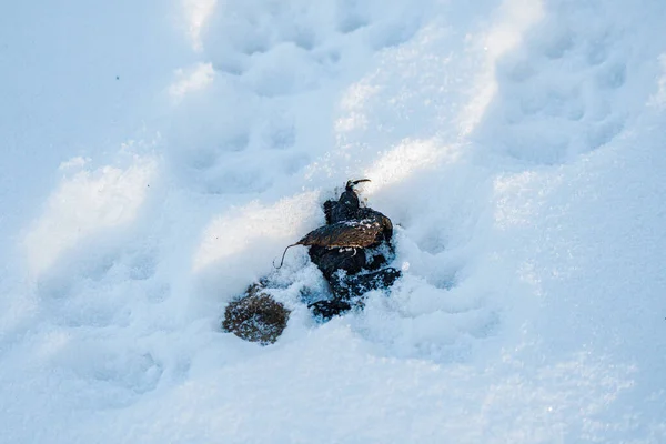 Eurazjatycki Ryś Lynx Lynx Odchody Ślady Śniegu Bieszczady Karpaty Polska — Zdjęcie stockowe