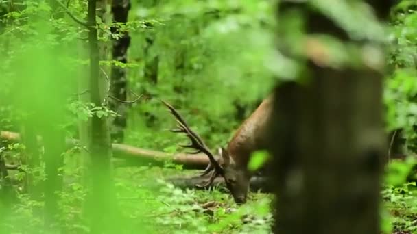 Red Deer Cervus Elaphus Large Stag Roaring Rutting Season Its — Stock Video