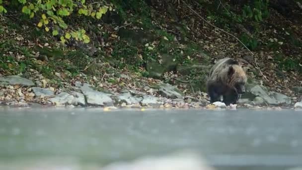 Niedźwiedź Brązowy Ursus Arctos Bieszczady Karpaty Polska — Wideo stockowe