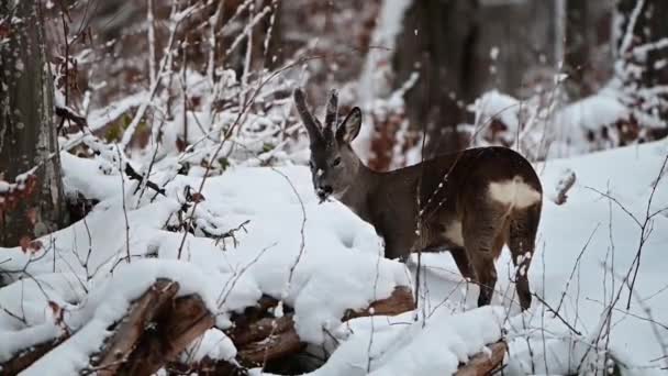 Roe Deer Buck Capreolus Capreolus Лесу Бещады Мтс Польша — стоковое видео