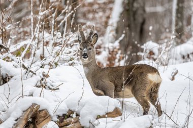 Karlı bir kış ormanında bir Roe Geyiği. Bieszczady Dağları, Polonya.