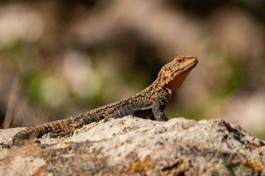 Kayadaki çarpıcı sürüngen. Kafkas agaması (Paralaudakia Kafkasya). Zangezur Dağları. Ermenistan