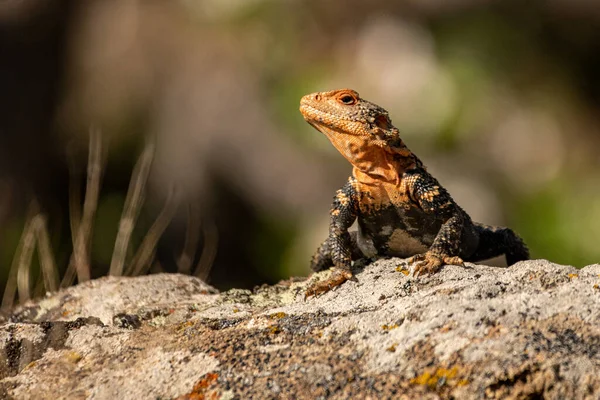 Atemberaubendes Reptil Auf Dem Felsen Kaukasisches Agama Paralaudakia Caucasia Zangezur — Stockfoto
