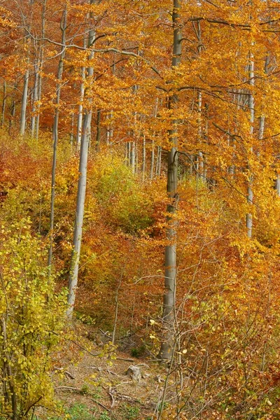 Естественная Регенерация Букового Леса Горах Карпаты Польша — стоковое фото