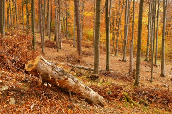 Plocha Lese Připravená Pro Přirozenou Nebo Umělou Regeneraci Karpatské Hory — Stock fotografie