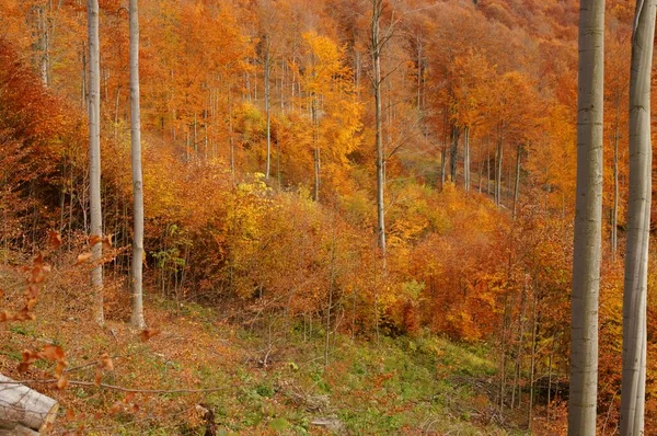Natürliche Regeneration Buchenwald Den Bergen Die Karpaten Polen — Stockfoto