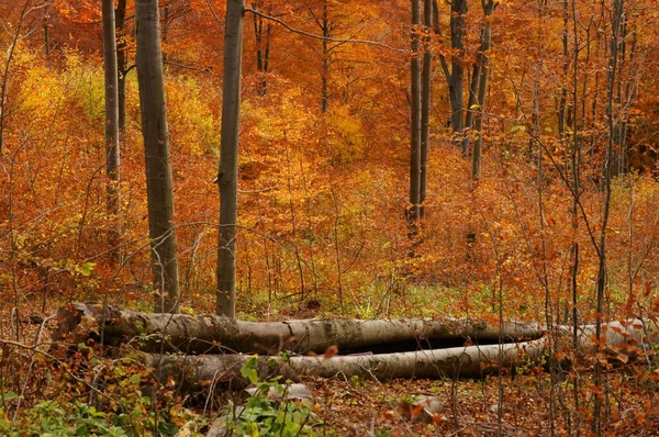Dağlardaki Kayın Ormanlarında Doğal Yenilenme Karpatlar Polonya — Stok fotoğraf