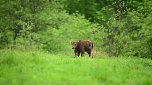 Европейский бизон (Bison bonasus). Бещады, Карпаты, Польша. — стоковое видео