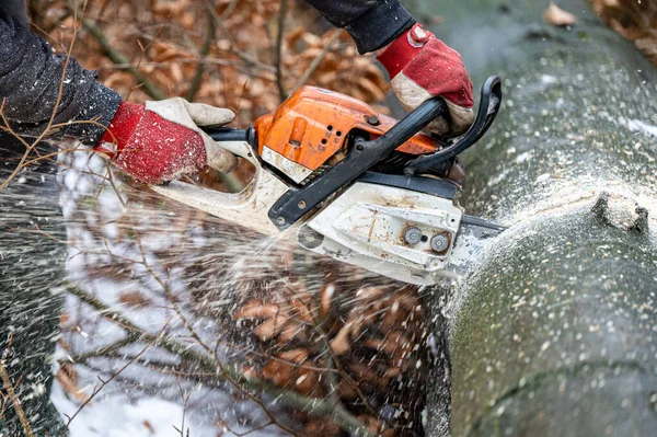 Ormanda testere kullanan bir oduncu. Karpat Dağları, Polonya.