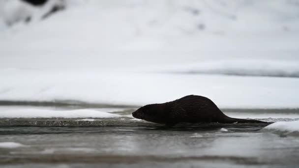 Otter Eurasiatica Lutra Lutra Nel Fiume Inverno Montagne Bieszczady Carpazi — Video Stock