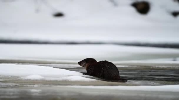 Eurasian Otter Lutra Lutra Rio Inverno Bieszczady Mountains Cárpatos Polónia — Vídeo de Stock