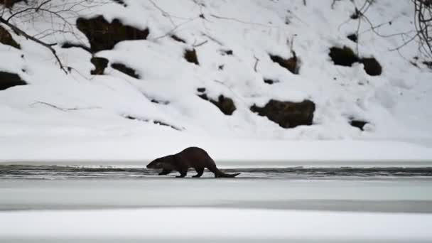 Eurasian Otter Lutra Lutra Dans Rivière Hiver Montagnes Bieszczady Carpates — Video