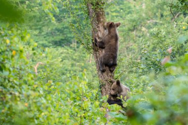 Genç kahverengi ayı (Ursus arctos) elma ağacına tırmanıyor. Karpat Dağları. Polonya
