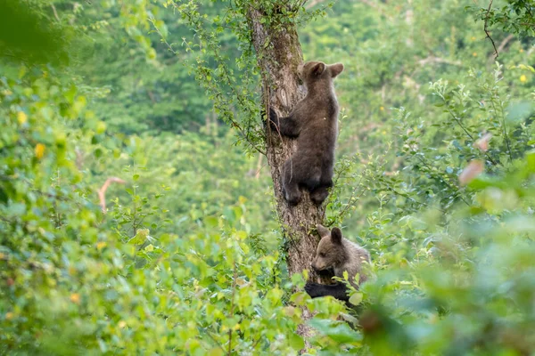 Молодой Бурый Медведь Ursus Arctos Взбирается Яблоню Карпатские Горы Польша — стоковое фото