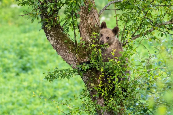 Молодий Бурий Ведмідь Ursus Arctos Лазить Яблуню Карпатські Гори Польща — стокове фото